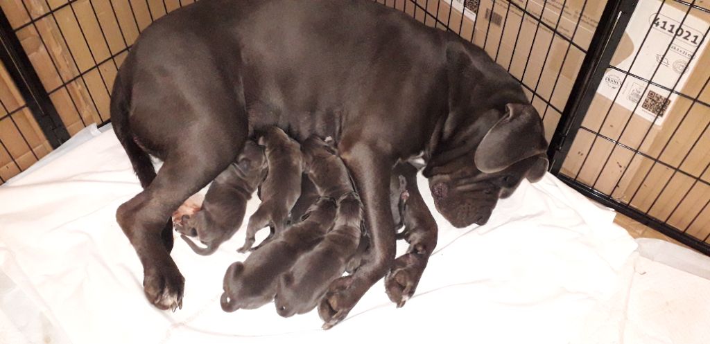 Chiot Cane Corso Des Sentinelles De La Nesque