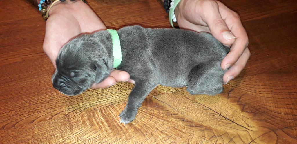 Des Sentinelles De La Nesque - Chiots disponibles - Cane Corso