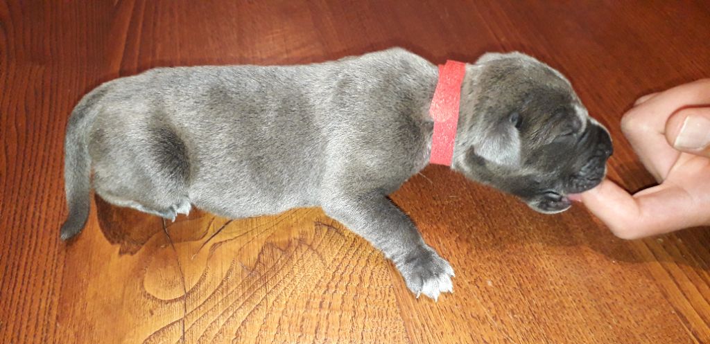 Des Sentinelles De La Nesque - Chiots disponibles - Cane Corso