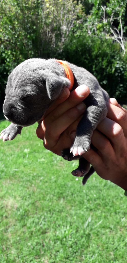 Des Sentinelles De La Nesque - Chiots disponibles - Cane Corso