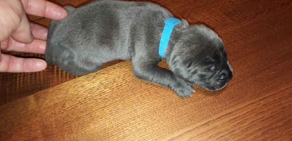 Des Sentinelles De La Nesque - Chiots disponibles - Cane Corso